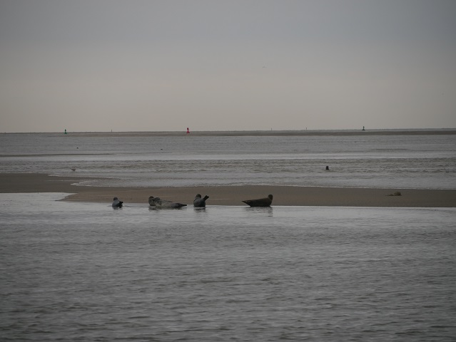 Robben beobachten an der Baie de Somme