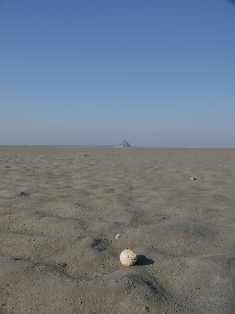 eine Muschel im Sand vor dem Mont-Saint-Michel