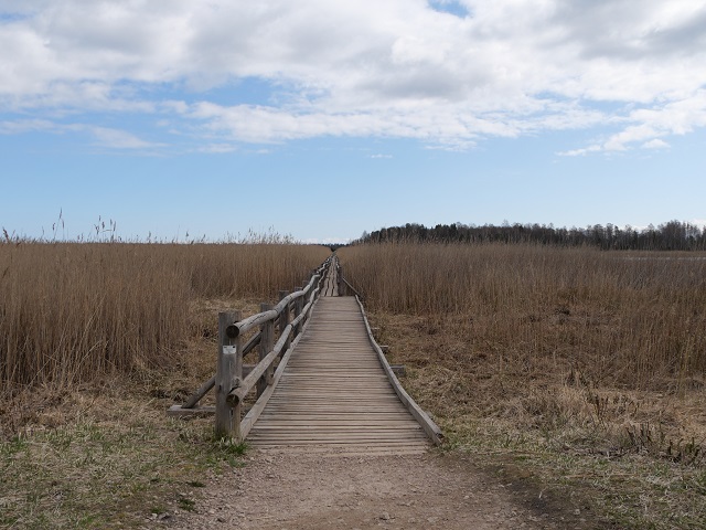 Holzbohlenweg im Kemeri-Nationalpark in Lettland