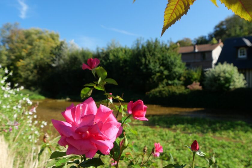 Veules-les-Roses - Blick auf die Veules mit Rosen