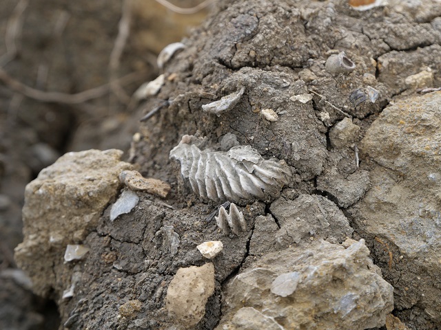 Fossilien Versteinerungen im Mergel