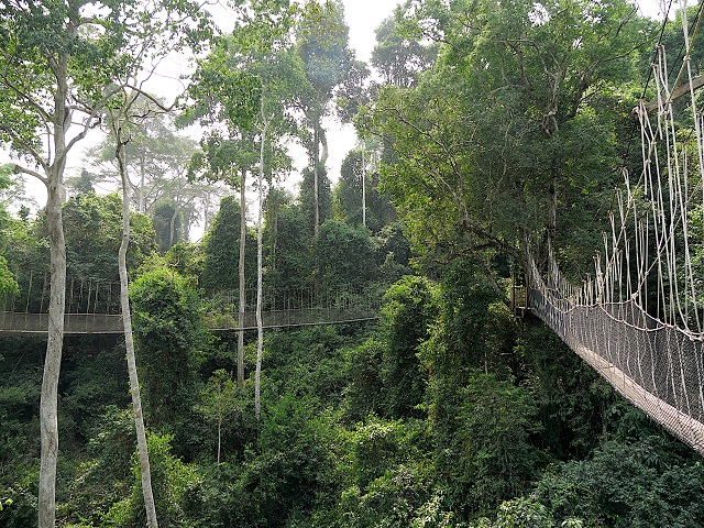 Canopy Walk in Kakum Nationalpark, Ghana