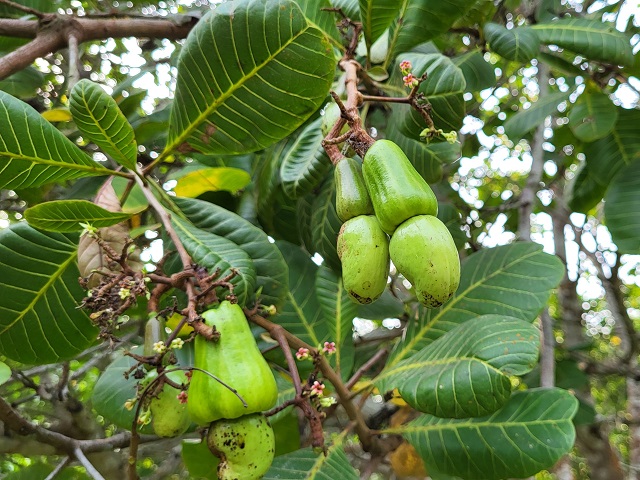 Cashewbaum mit Früchten