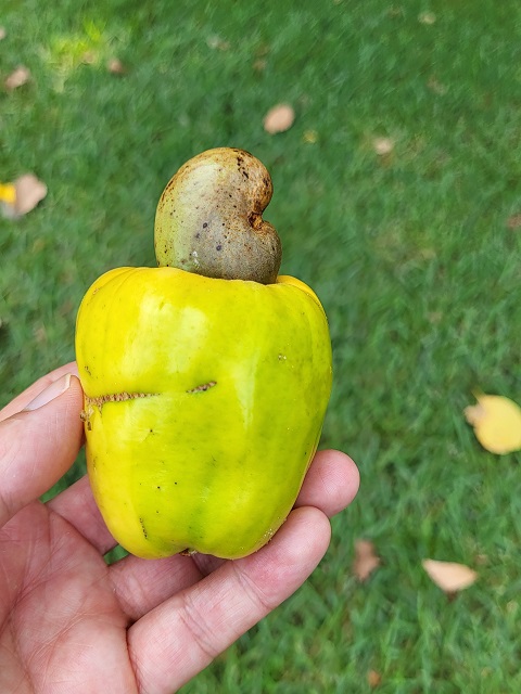 Cashewfrucht