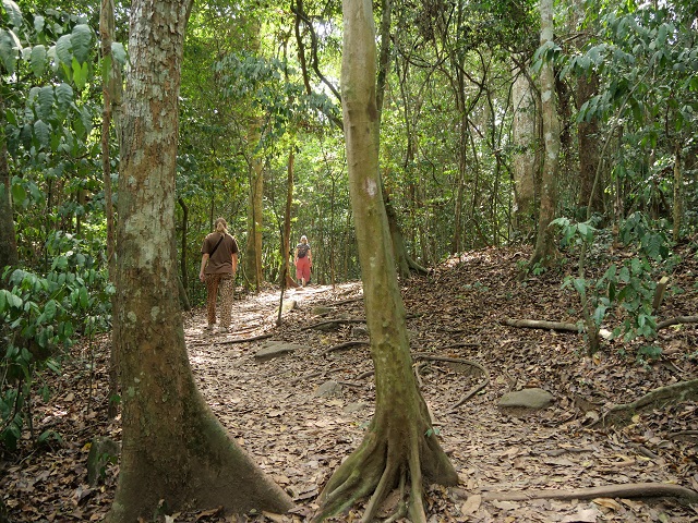 Trail im Kakum Nationalpark