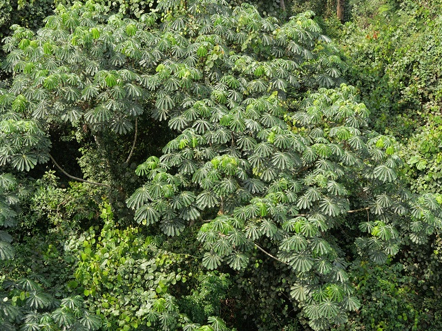 Umbrella Tree von oben gesehen