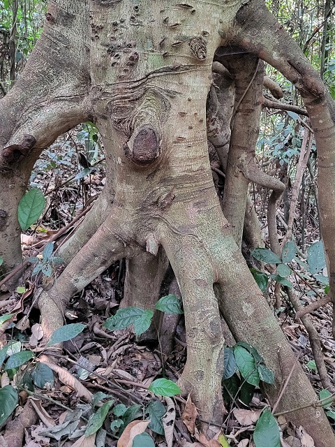 Wurzeln des Umbrella Trees