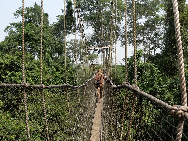 auf dem Baumwipfelpfad im Kakum Nationalpark