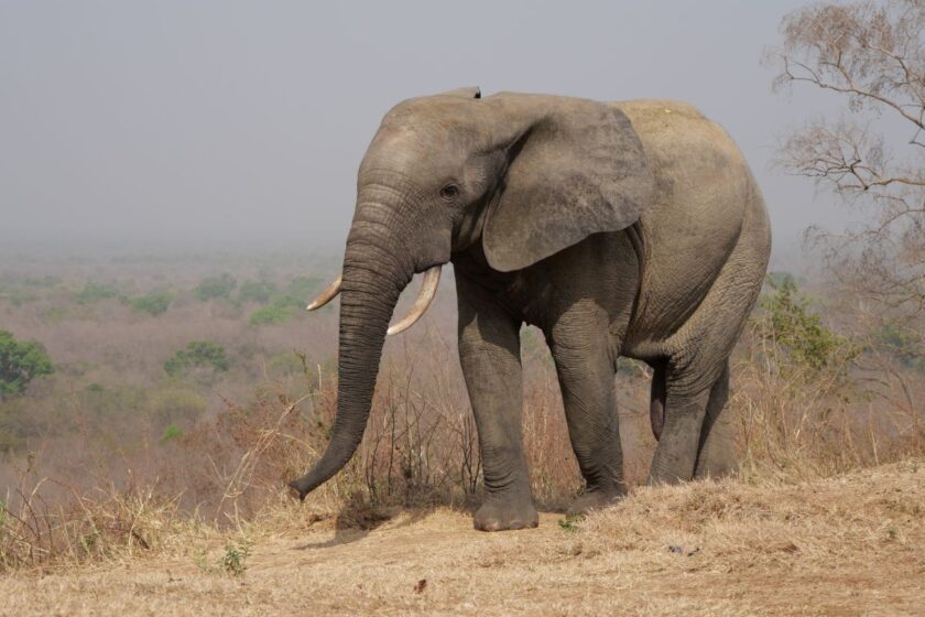 Elefant im Mole National Park in Ghana