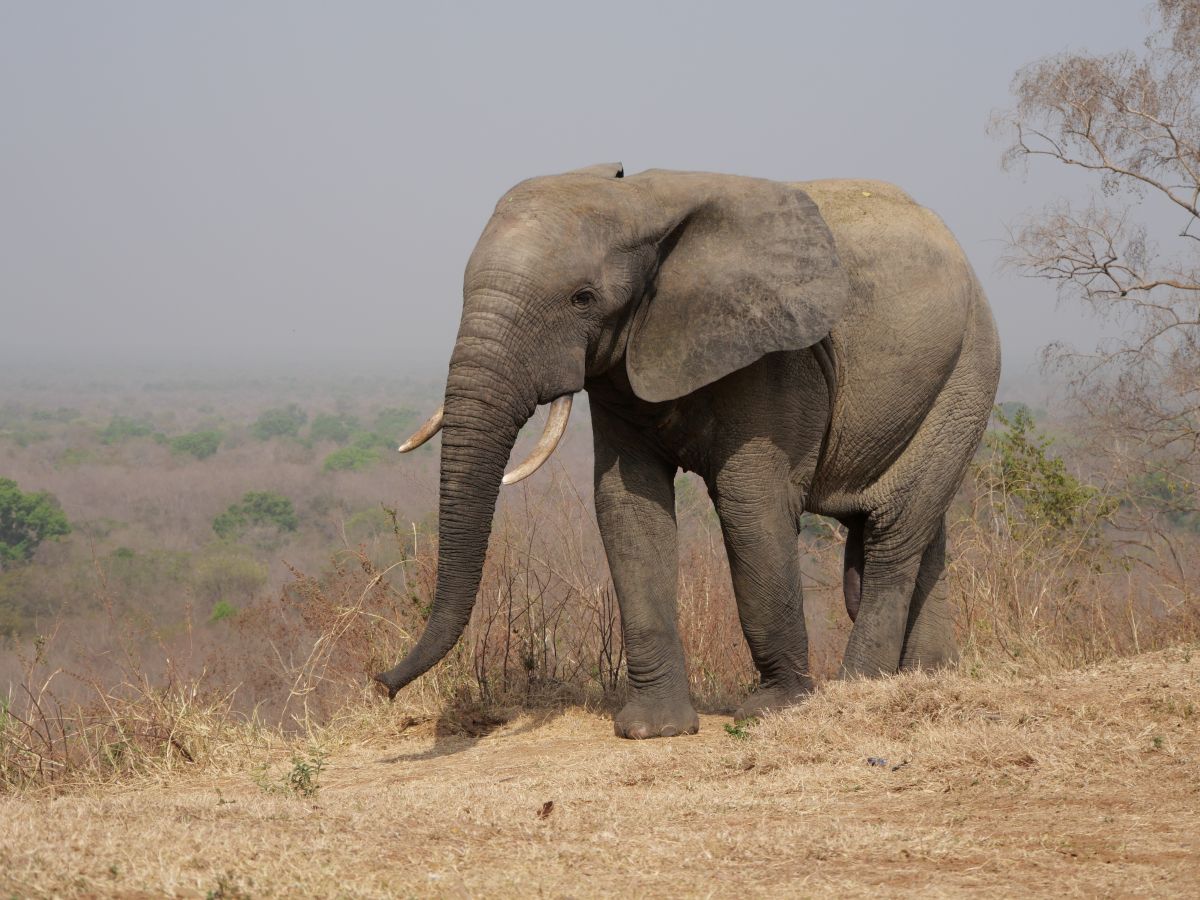 Elefant im Mole National Park in Ghana