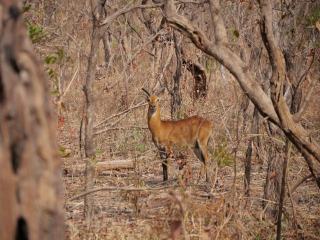 Antilope im Mole National Park in Ghana