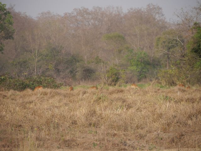 Antilopen beim Grasen