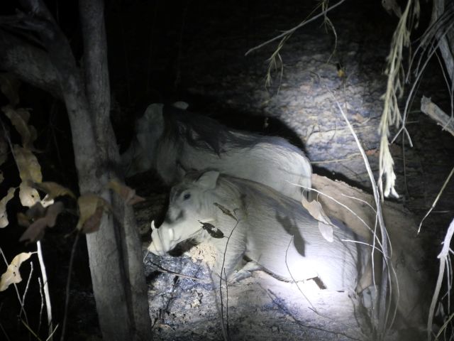 Buschschweine im Scheinwerferlicht einer Nachtsafari