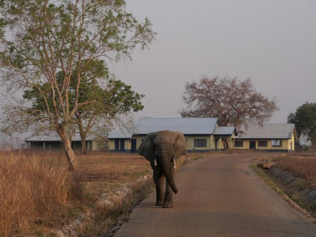 Elefant im Mole National Park in Ghana