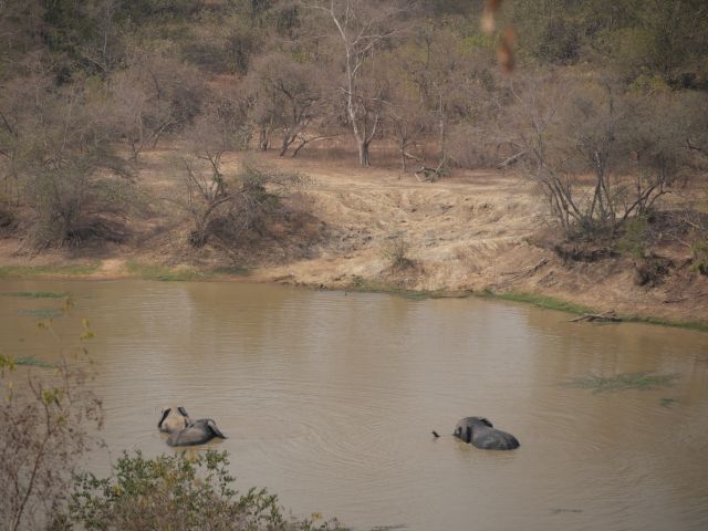 Elefanten beim Baden in einem Teich