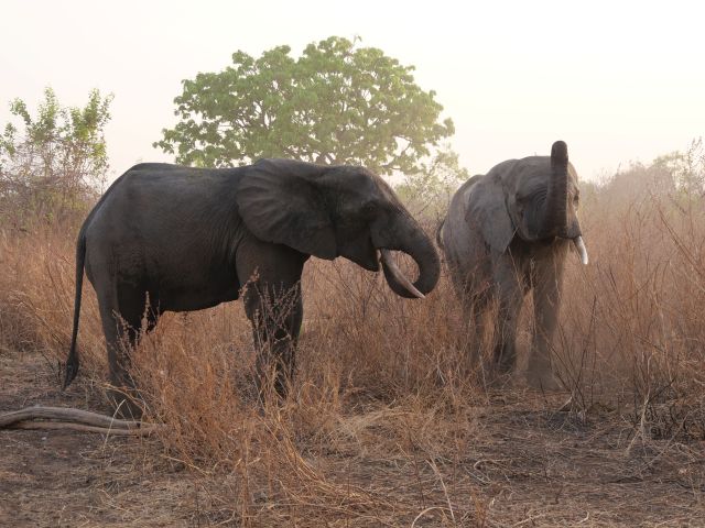 Elefanten in der Northern Region in Ghana