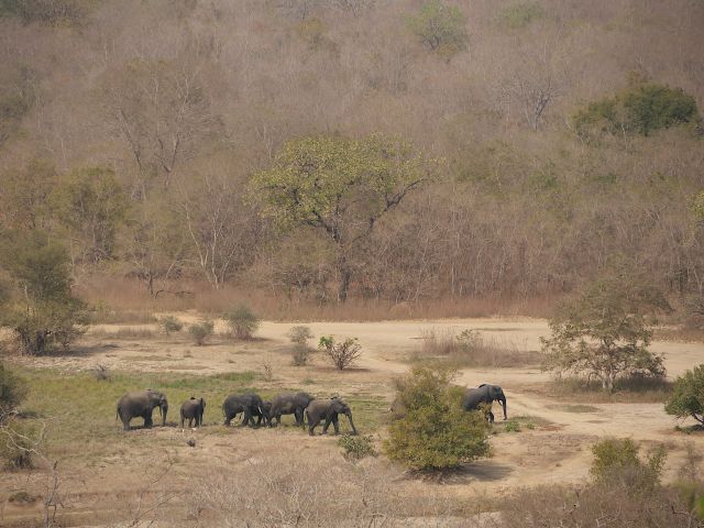 eine Gruppe von Elefanten in freier Wildbahn