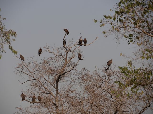 Geier auf einem Baum