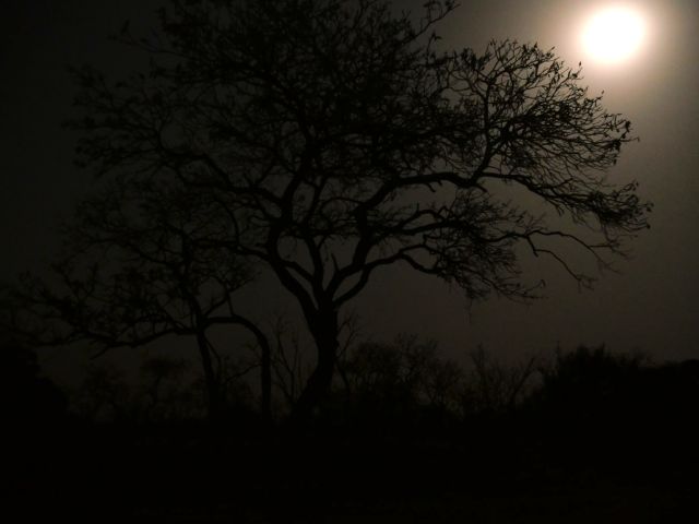 Nachts im afrikanischen Busch