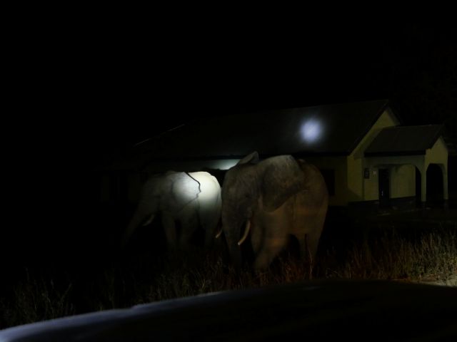 Nächtliche Begegnung mit Elefanten