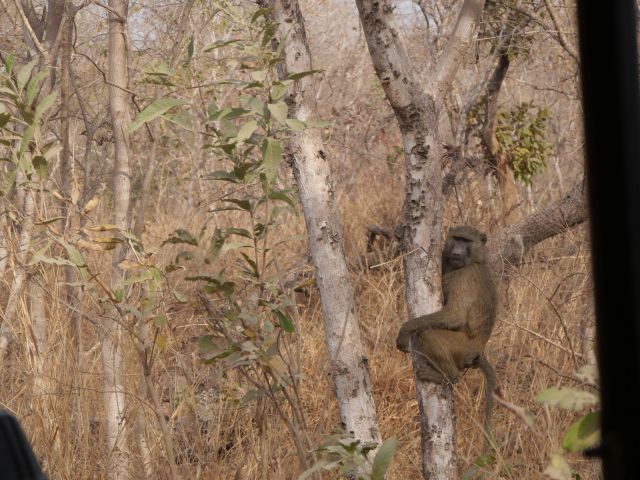 Pavian auf einem Baum