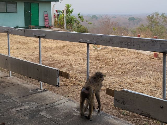 Pavian vor dem Mole Motel