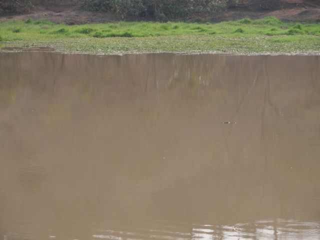 ein Krokodil in einem Teich