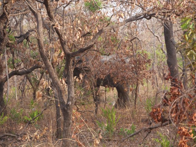gut getarnter Elefant im afrikanischen Busch