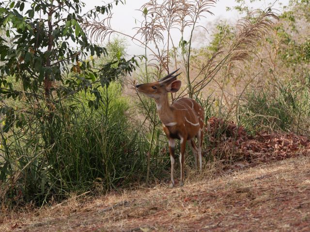 männliche Kongo-Schirrantilope im Mole National Park