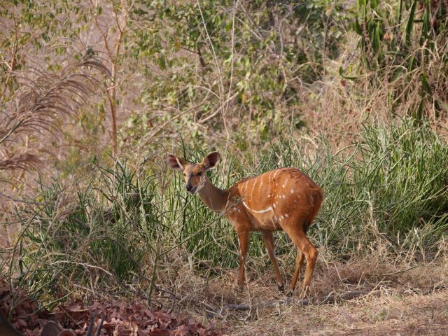 Antilope im Mole National Park